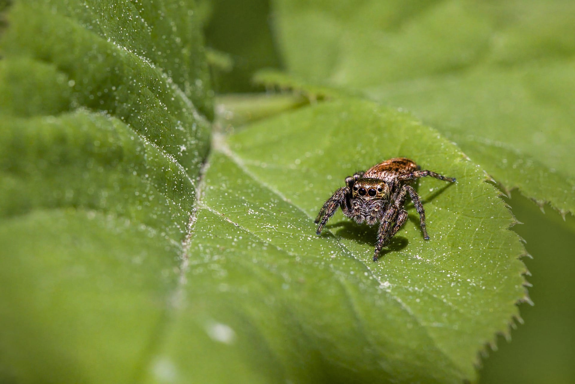 Spider sitting on a leaf