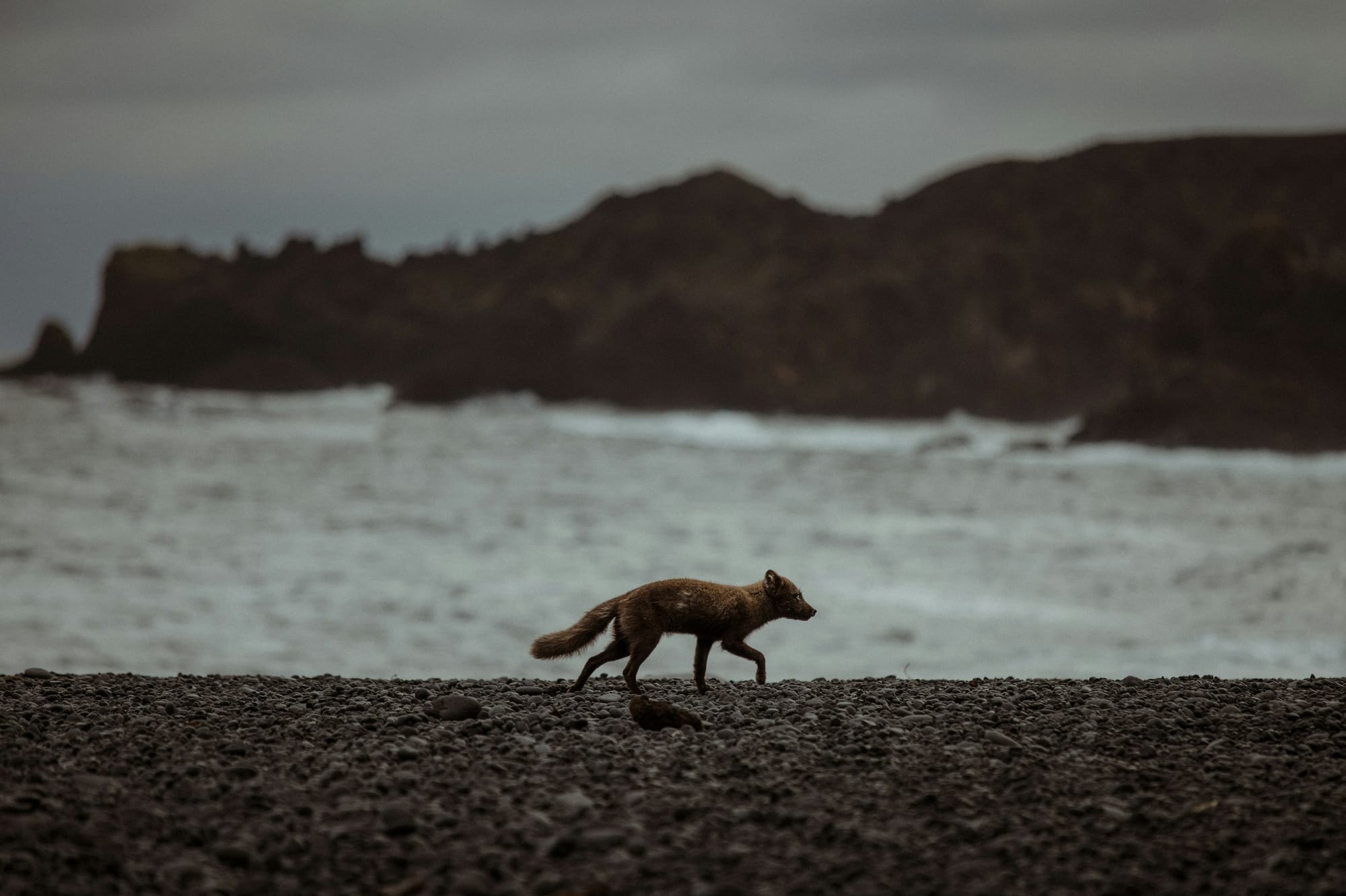 Arctic fox walking along the Atlantic ocean coastline in Iceland