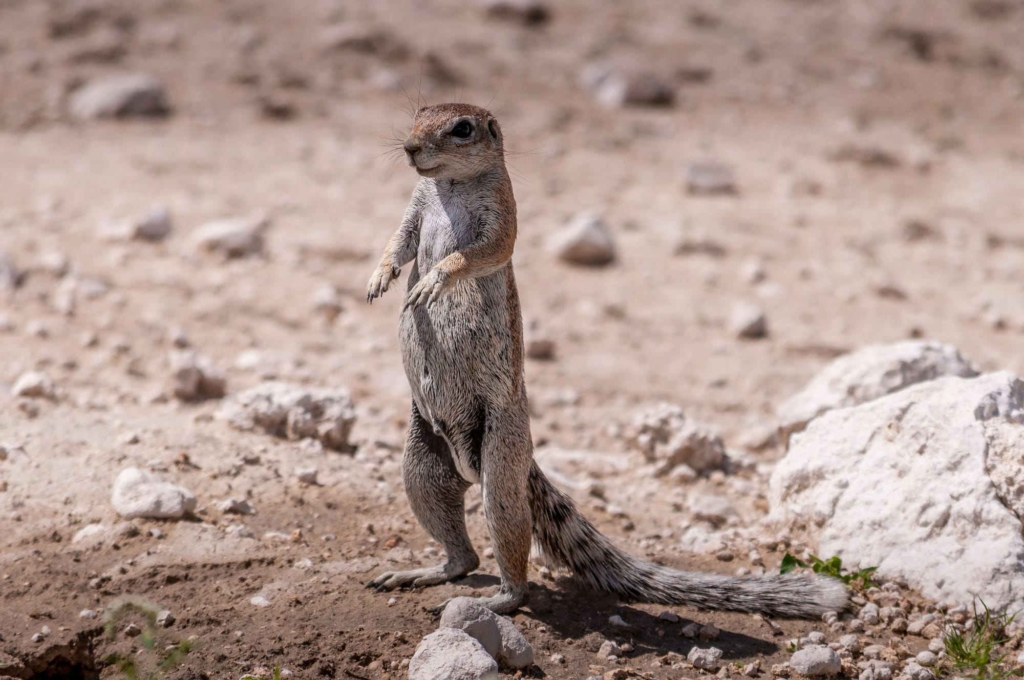A very cute small animal that looks like a meerkat or a squirrel in a rocky area