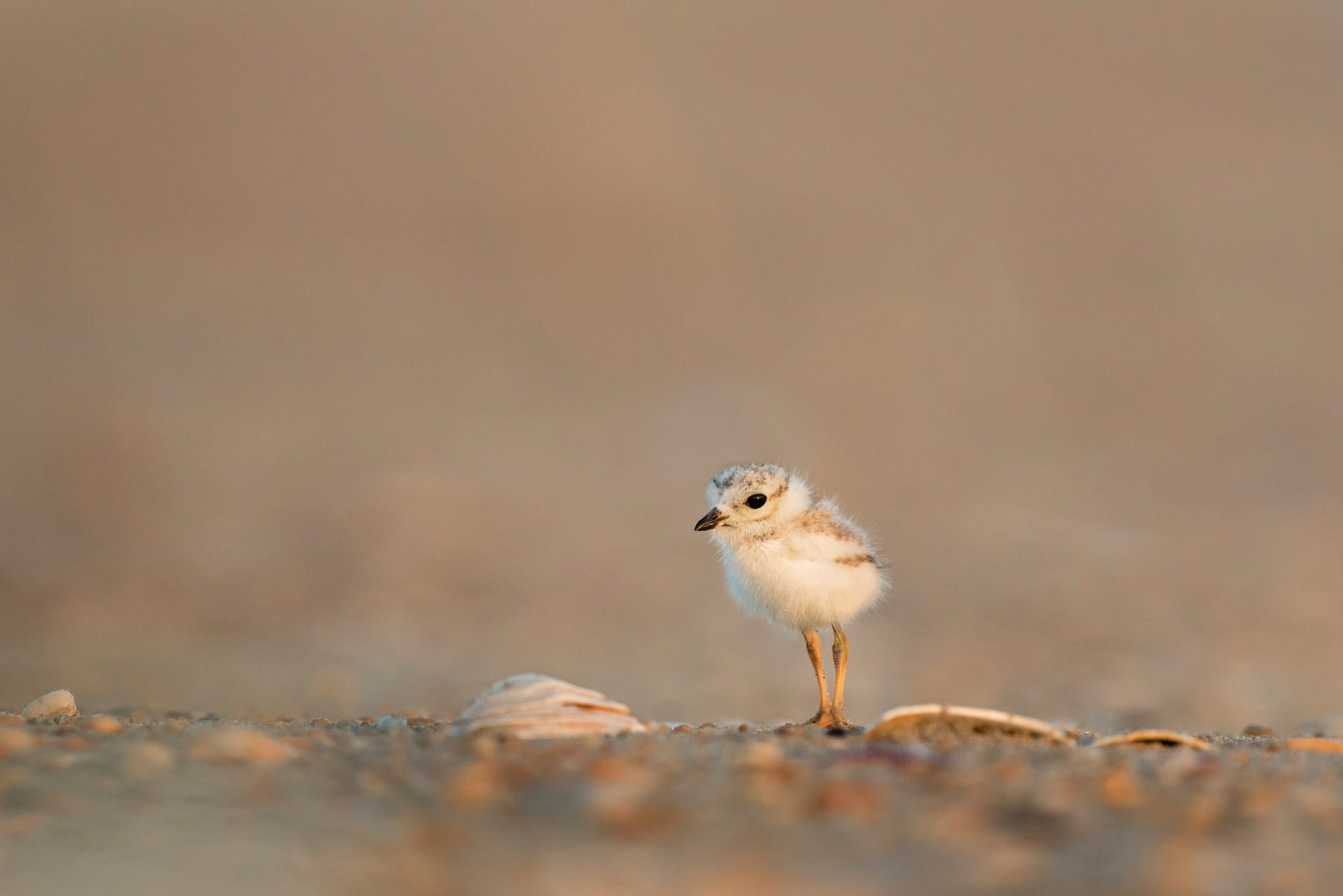 A very small bird near shells on the beach