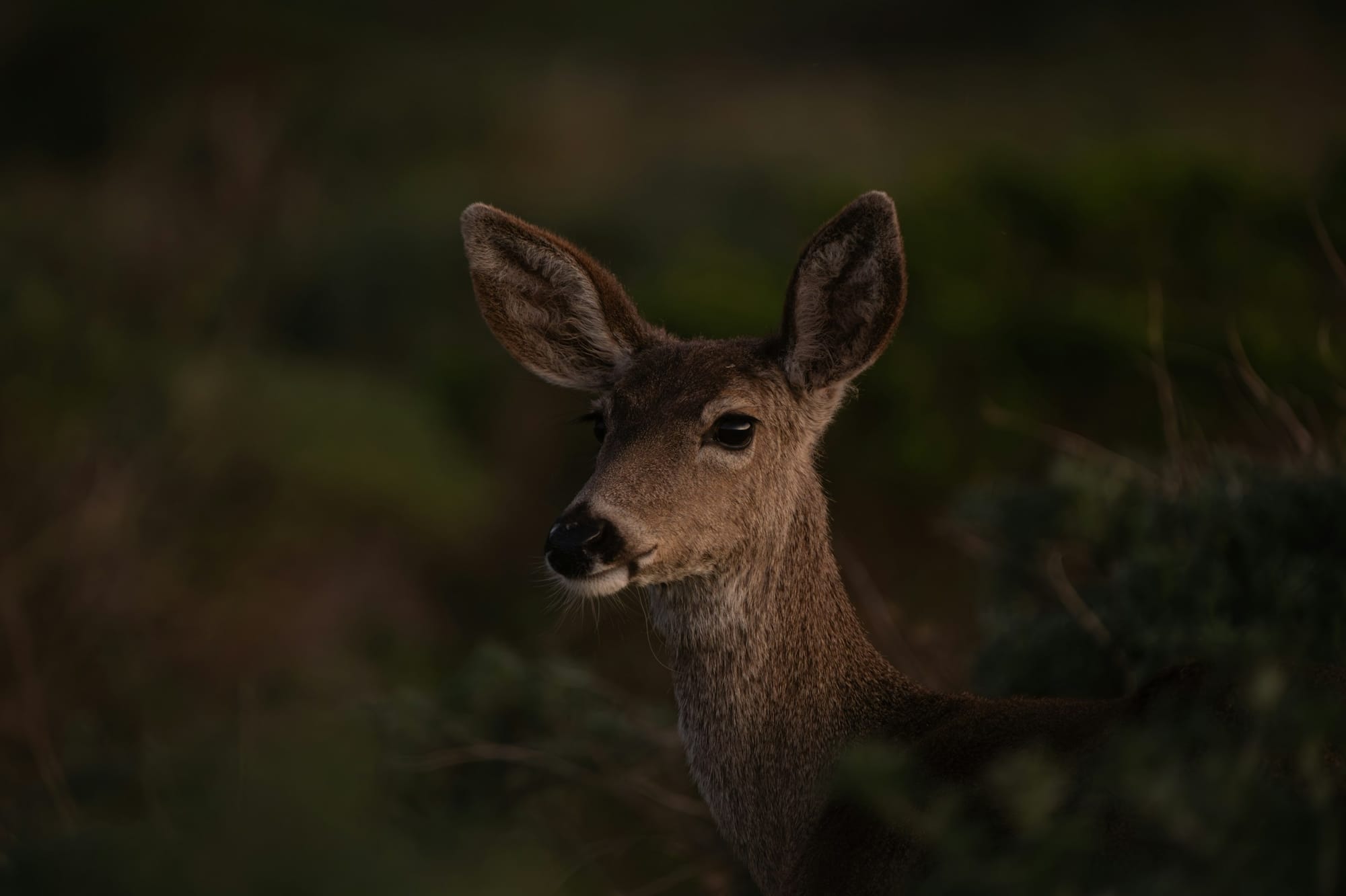 A deer's face in the early morning or late evening light
