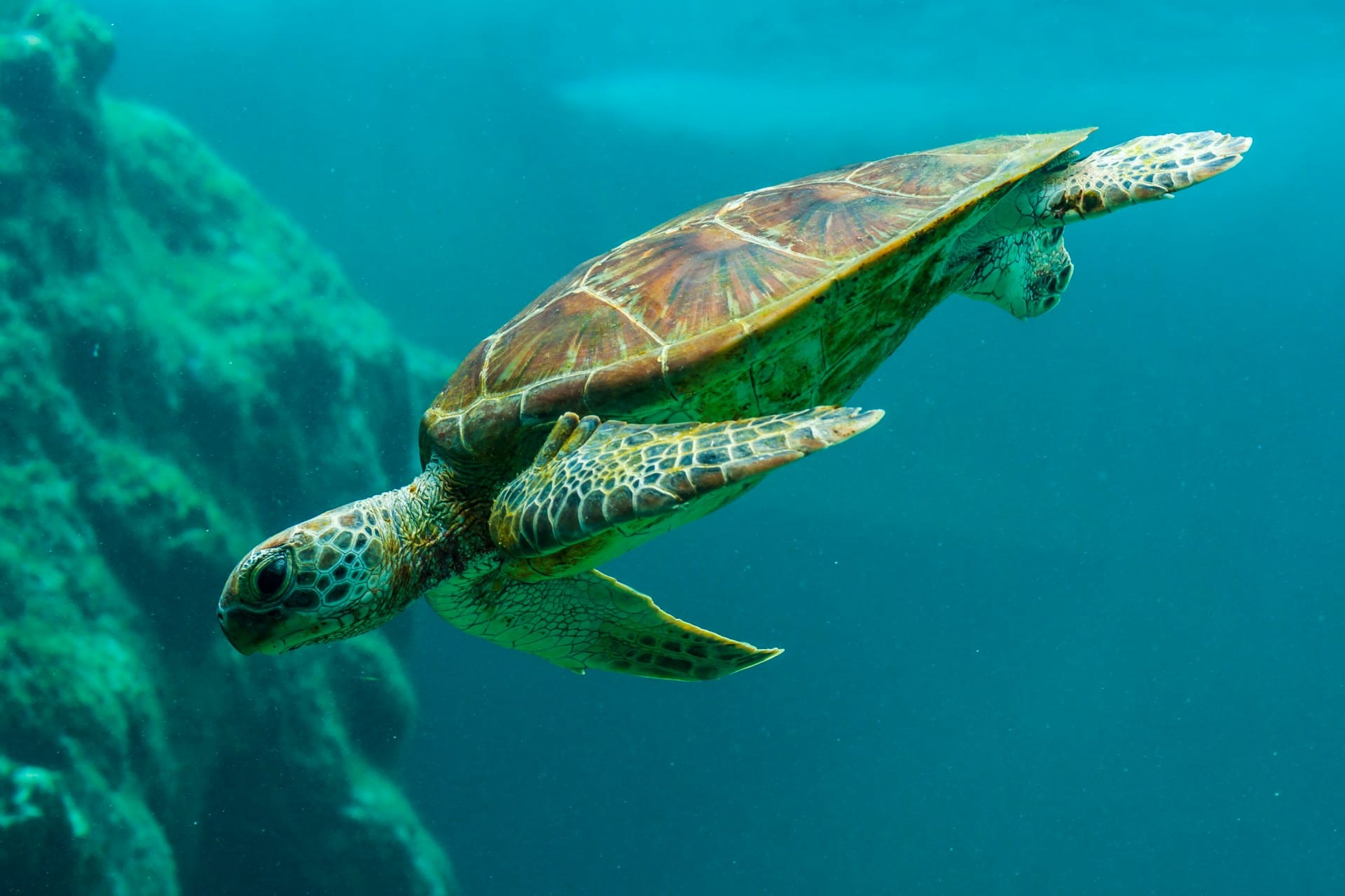 Turtle swimming underwater