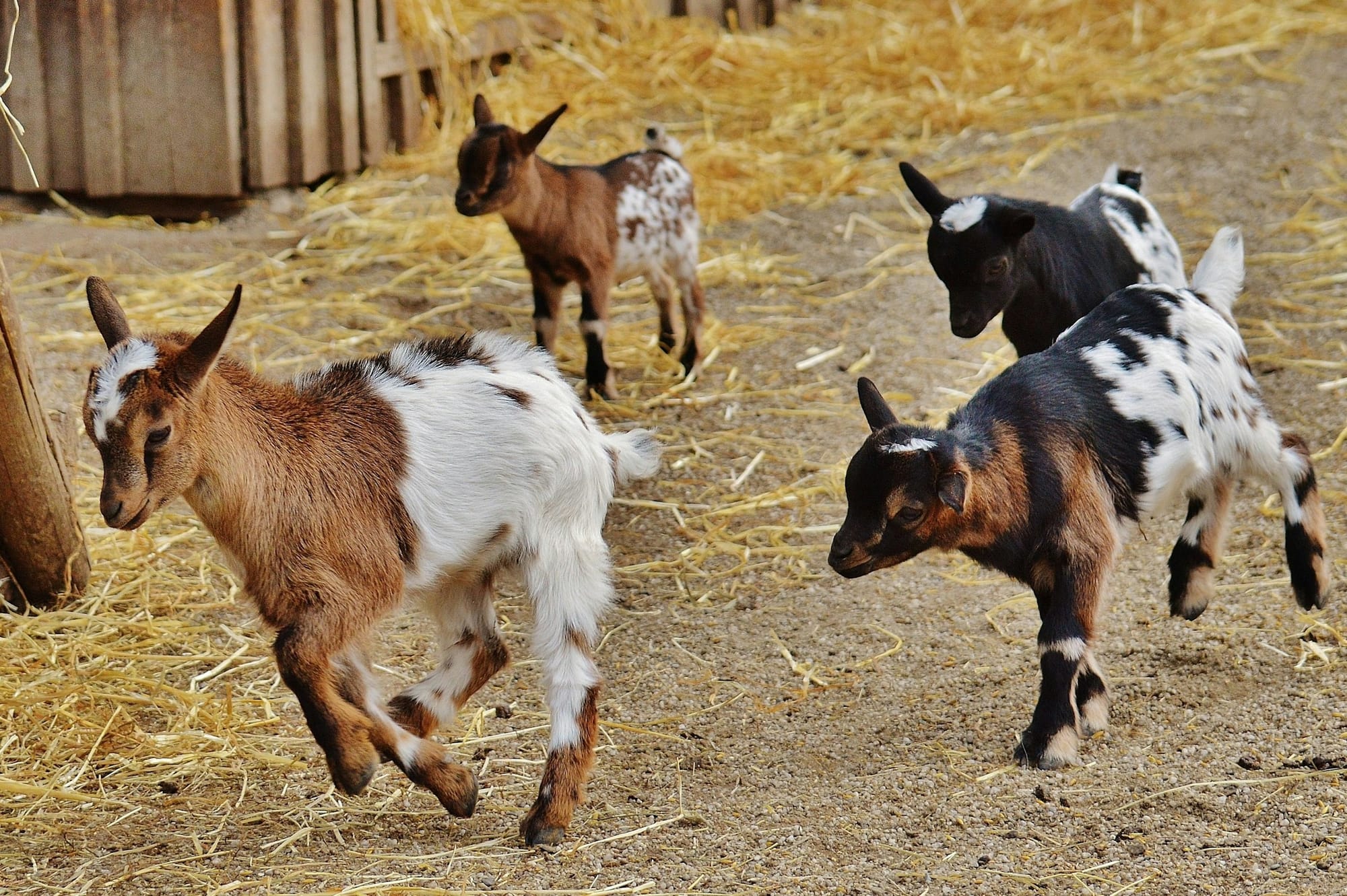 Small goats running
