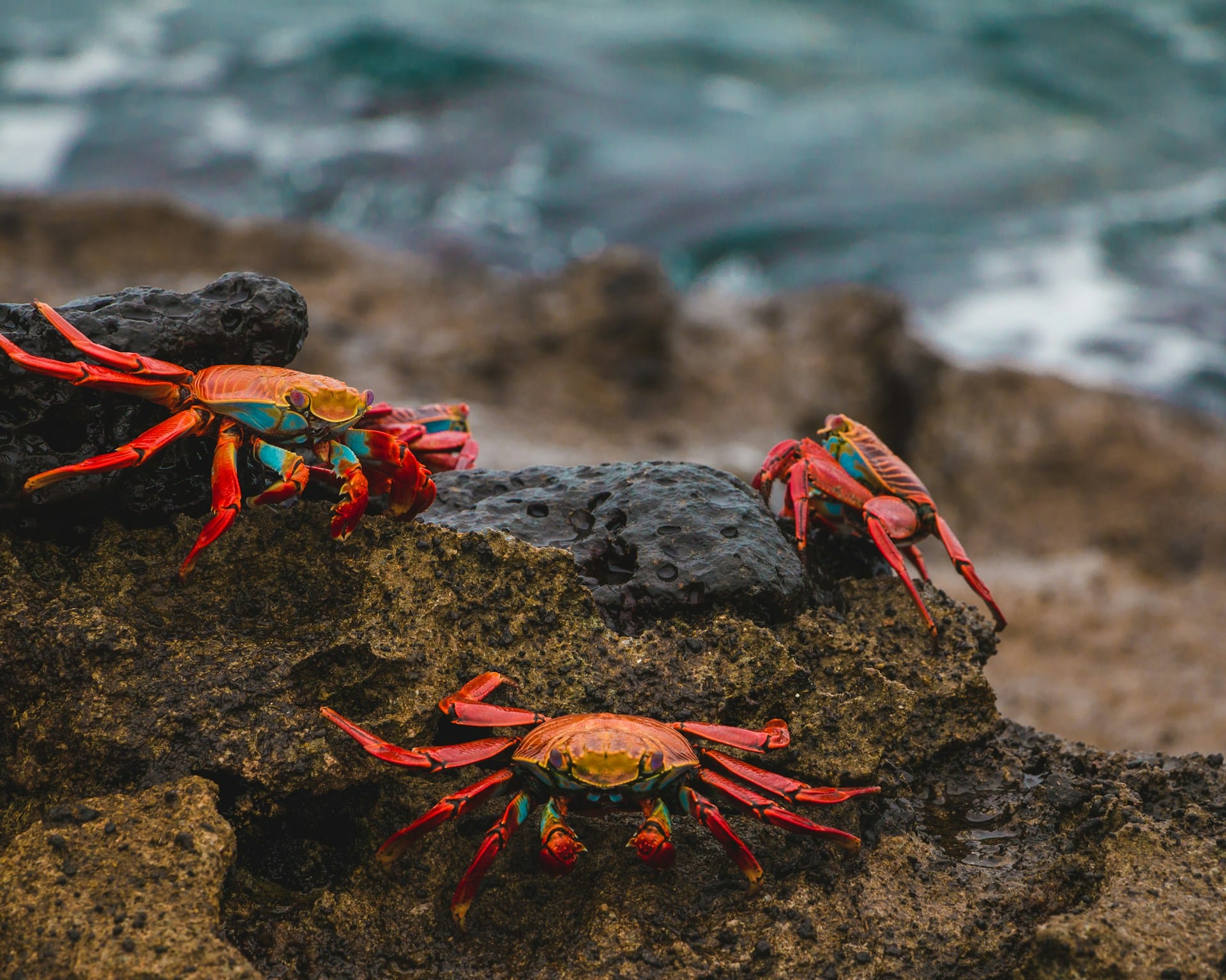 Red crabs on a rocky beach