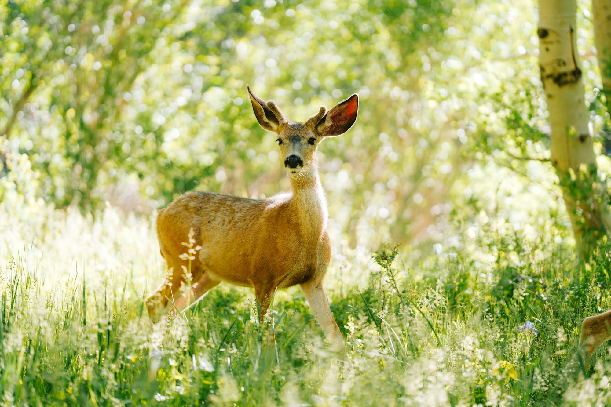 Deer looking surprised in a wooded area