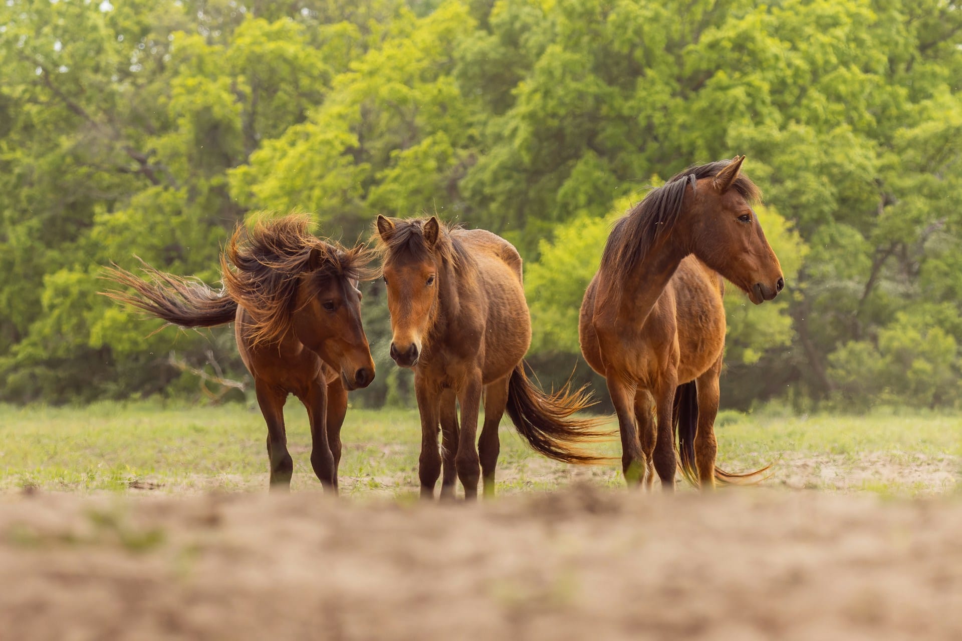 Brown horses standing in a field in front of a wooded area