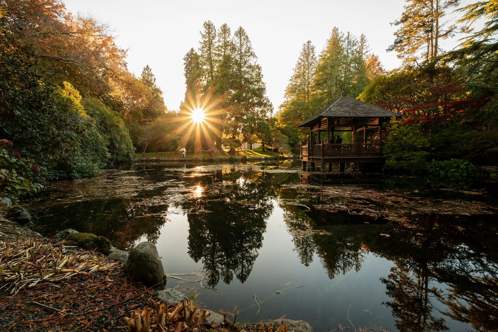 Small lake/pond in a forested area during sunrise