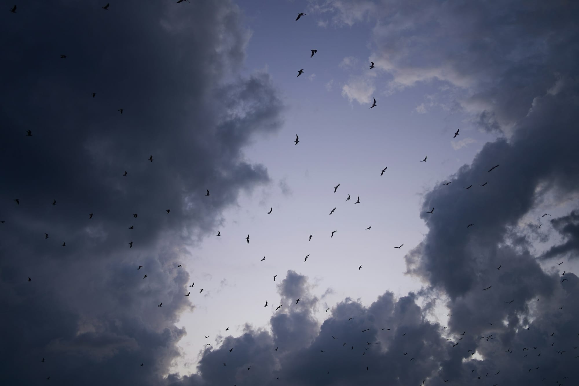 A group of birds flying across a cloudy sky