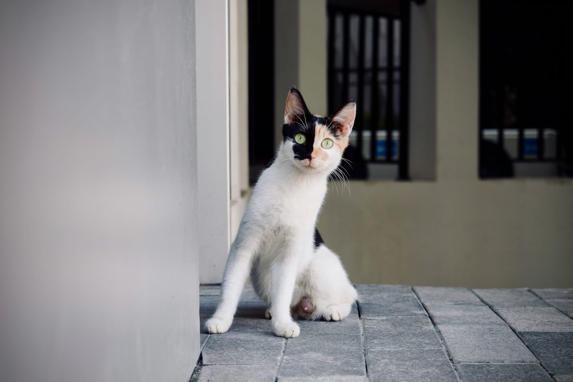 A cute cat looking at the camera