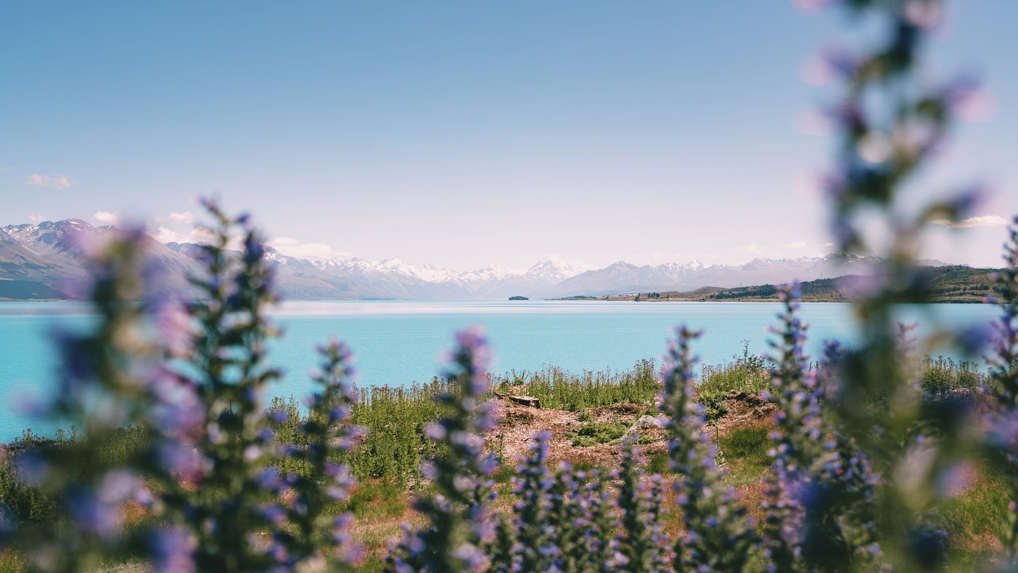 Looking through flowers to a blue lake with mountains in the background