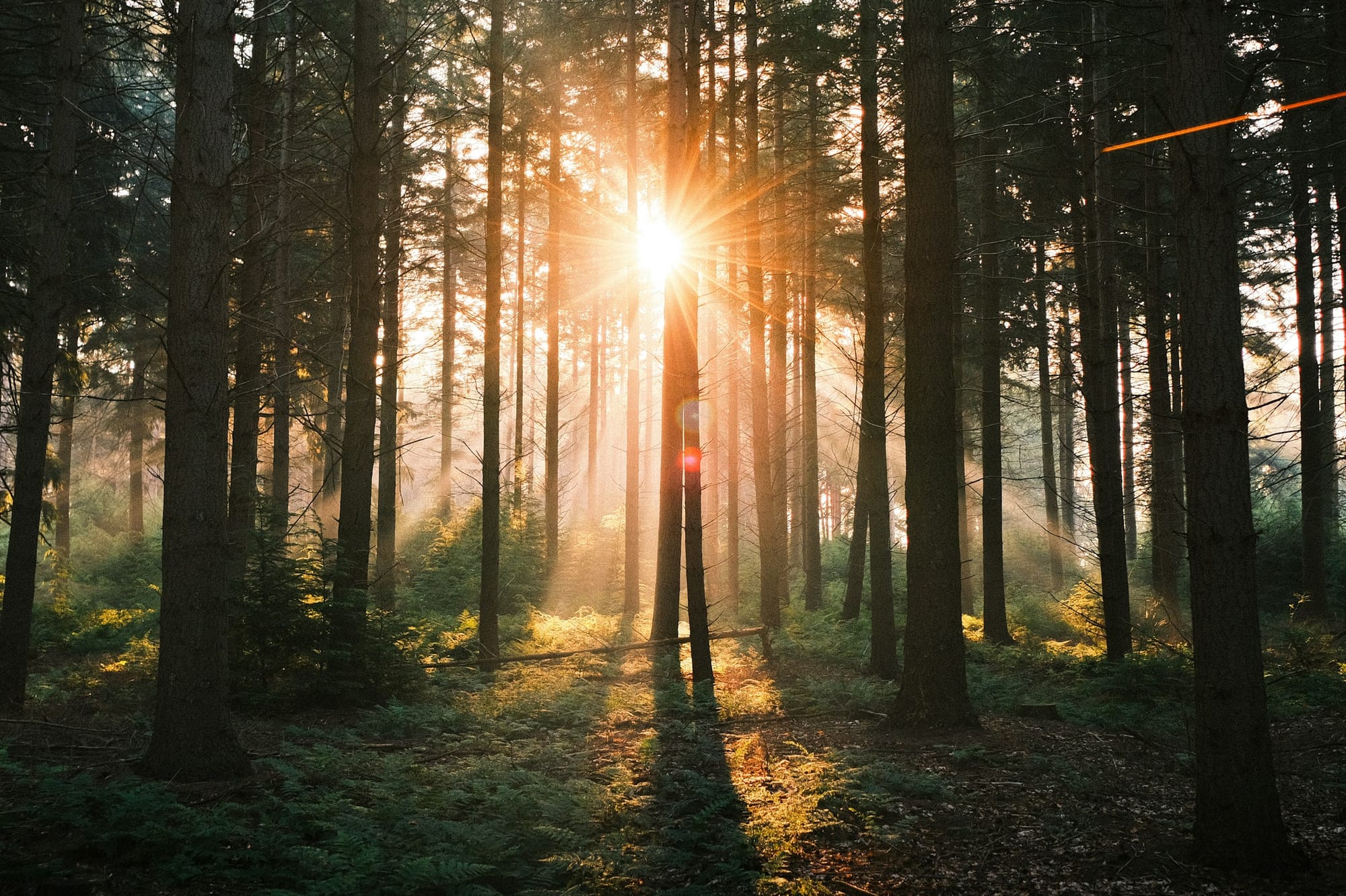 Sunlight filtering through trees in a dark forest