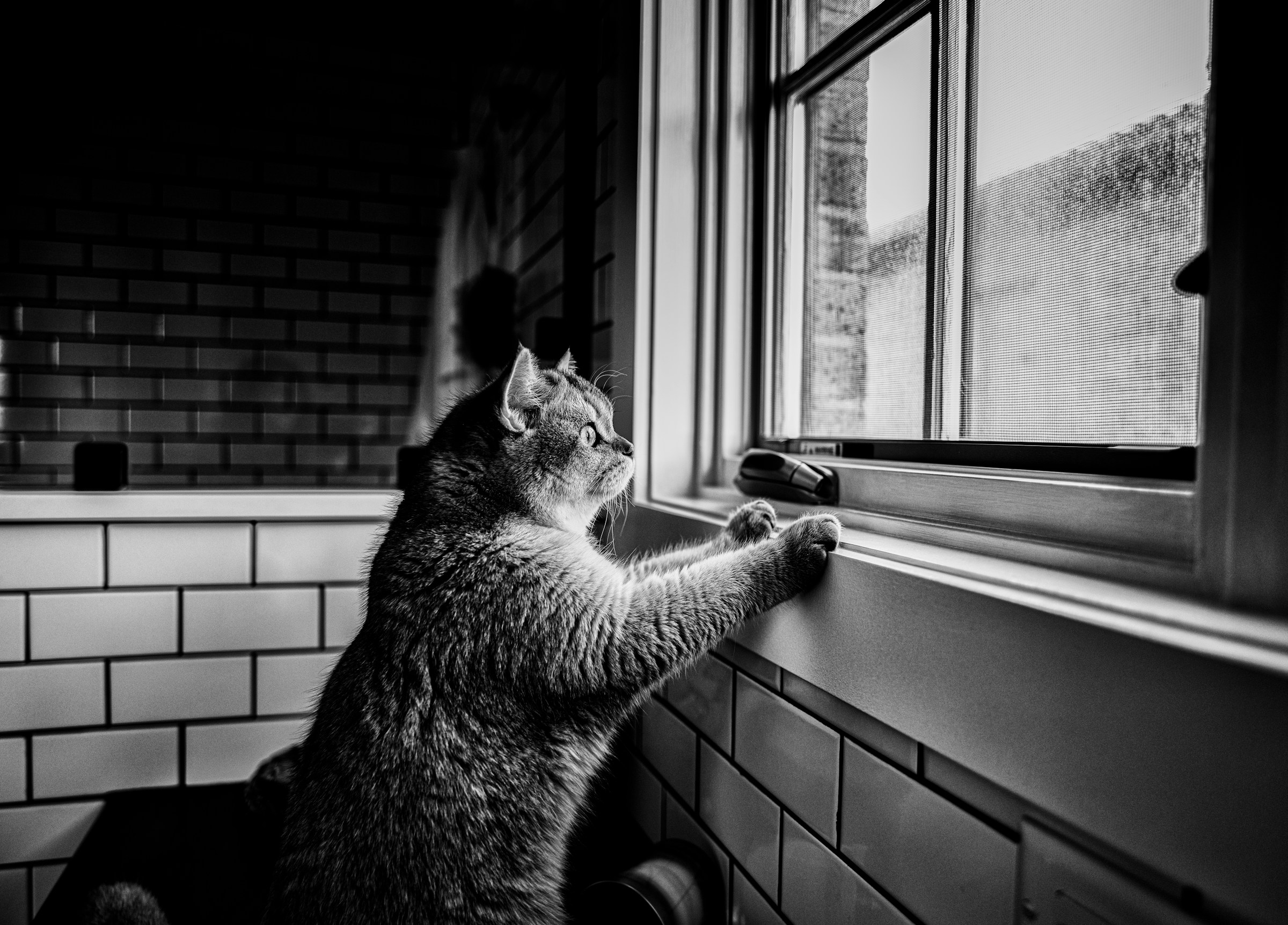 Cat looking out a closed window