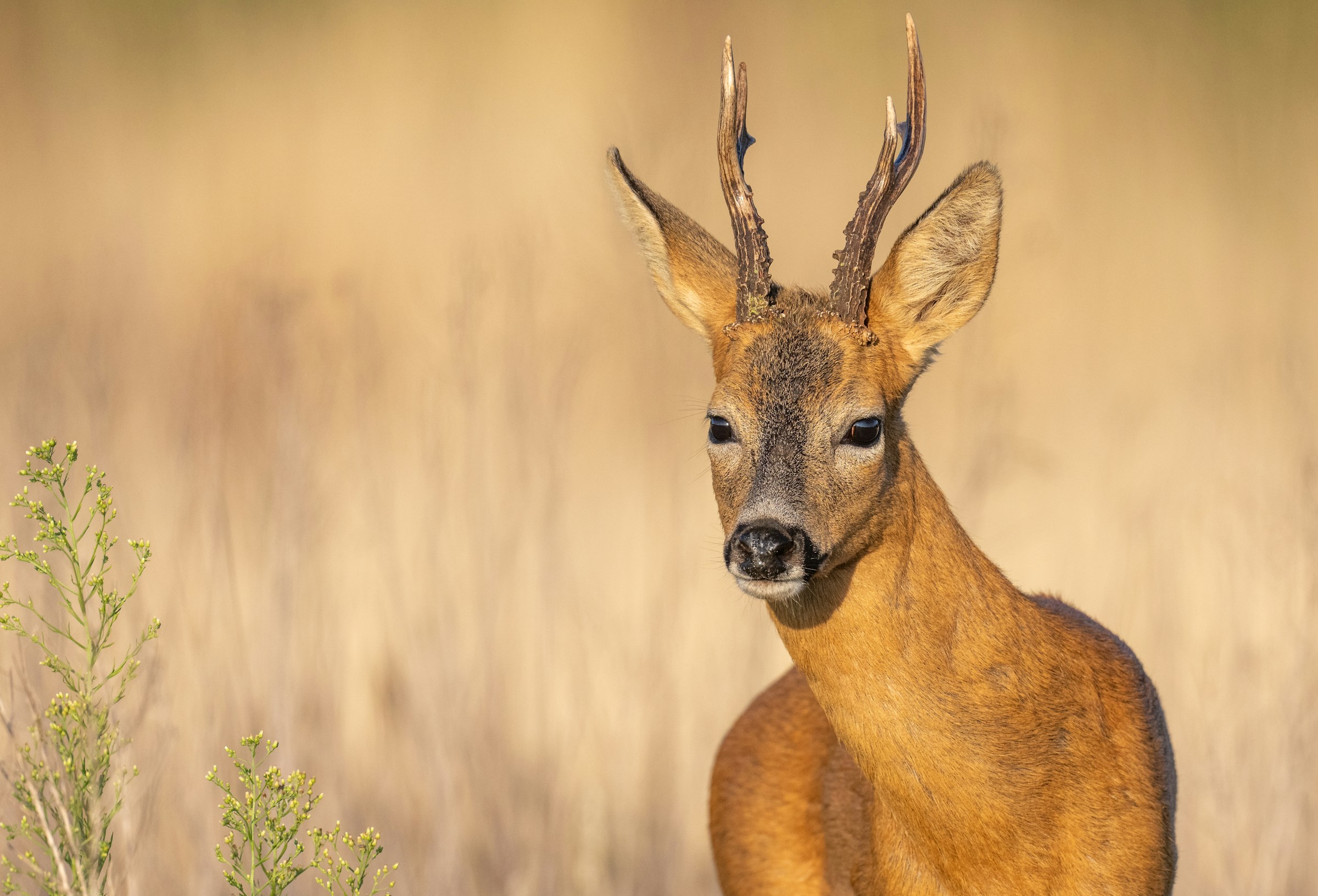 Deer or elk staring into the camera