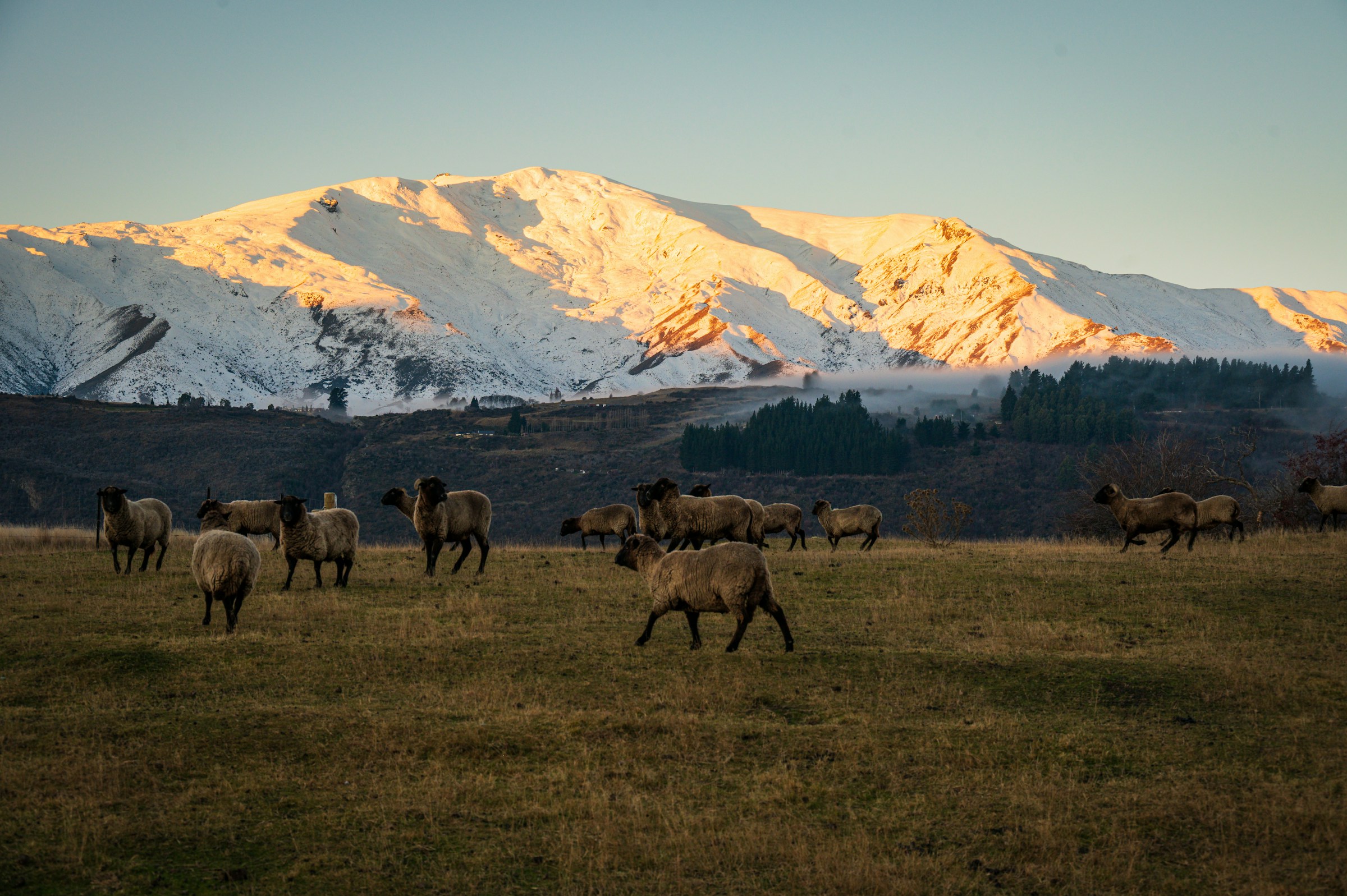 Animals on a mountain range in New Zealand
